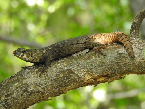 Balsas Spiny-tailed Iguana