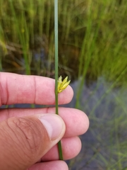 Schoenoplectus torreyi
