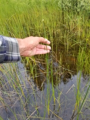 Schoenoplectus torreyi