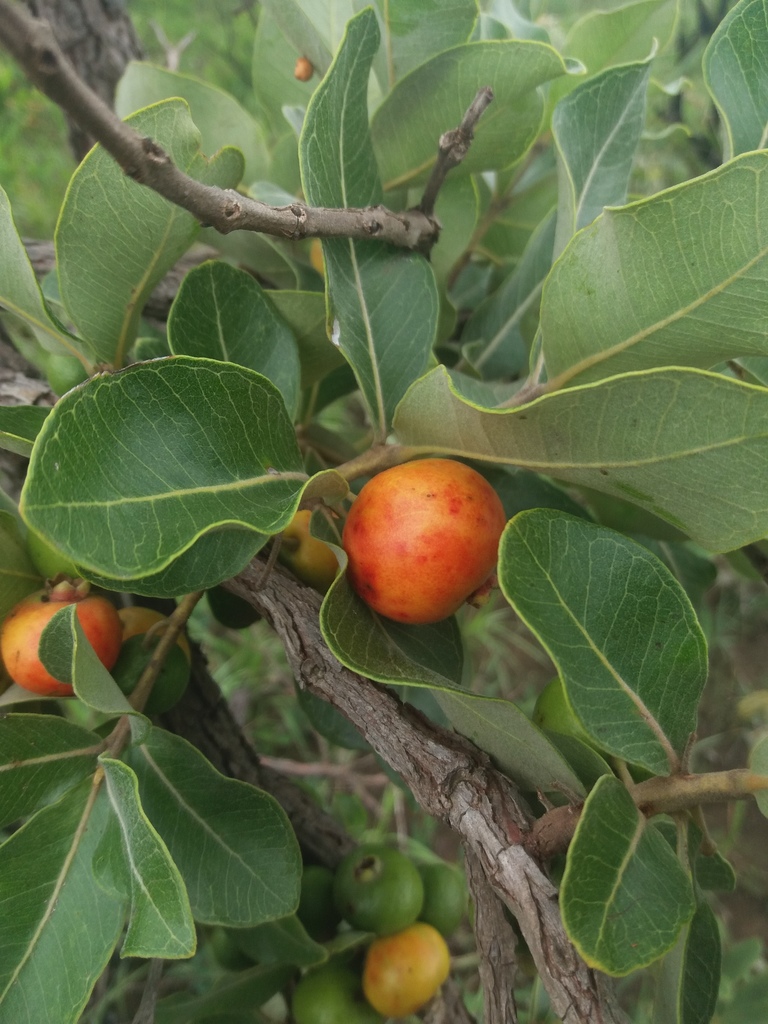 Psidium laruotteanum