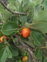 Psidium laruotteanum