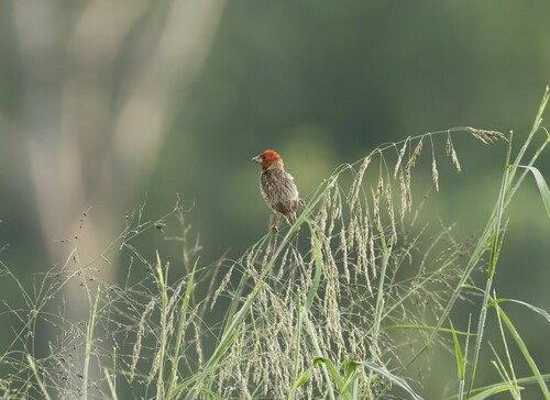 Red-headed Quelea (Quelea erythrops), photo 9
