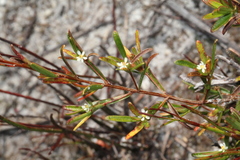 Pseudanthus orientalis