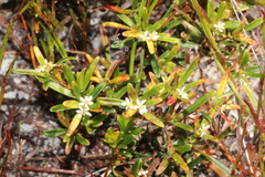 Pseudanthus orientalis