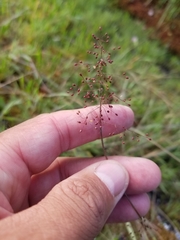 Dichanthelium implicatum