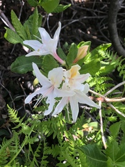 Rhododendron occidentale