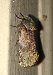 Oedemasia concinna