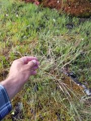 Dichanthelium implicatum