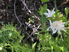Rhododendron occidentale