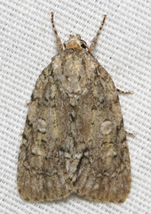 Acronicta modica