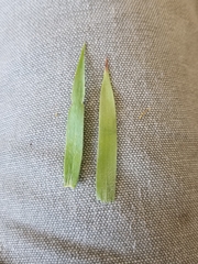 Dichanthelium implicatum