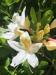 Rhododendron occidentale