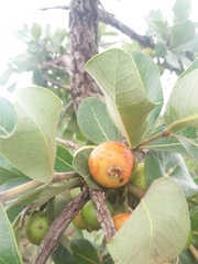 Psidium laruotteanum
