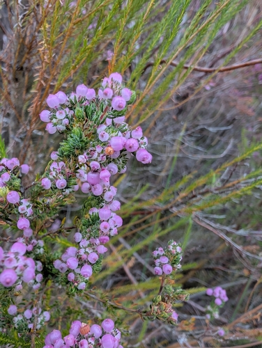 Image of Erica bergiana by (c) Michael D. Pirie, some rights reserved (CC BY)