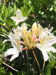 Rhododendron occidentale
