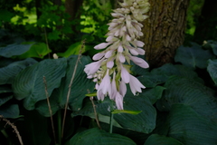 Hosta