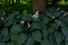 Hosta