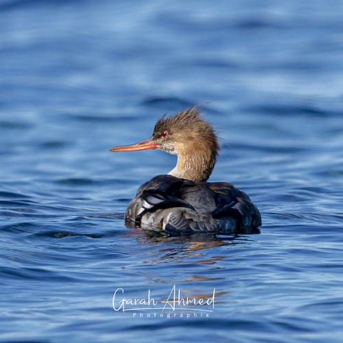 Red-breasted Merganser