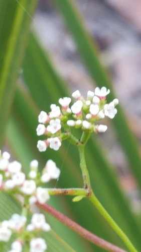 Image of Paronychia americana by (c) Jay Horn, some rights reserved (CC BY)