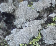 Pertusaria corallina image