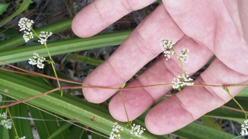American nailwort