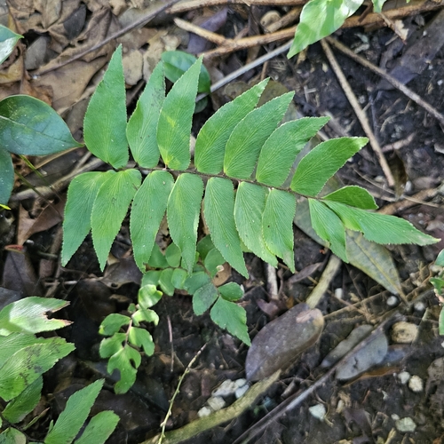 Image of Stalked Maidenhair Fern (Adiantum petiolatum) by (c) Anthony Batista, some rights reserved (CC BY)
