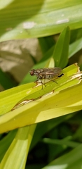 Coenosia