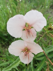 Commelina scabra
