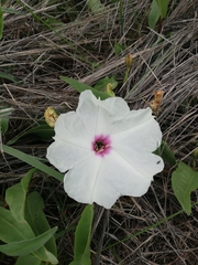 Ipomoea longifolia