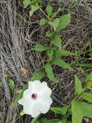 Ipomoea longifolia