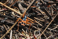 Ectomocoris patricius