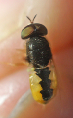 Odontomyia virgo