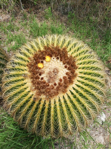 Kroenleinia grusonii