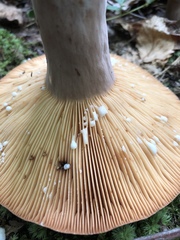 Lactifluus