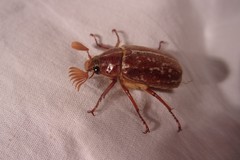 Polyphylla variolosa