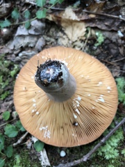 Lactifluus