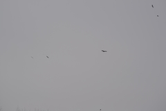 Haliaeetus leucocephalus washingtoniensis