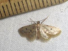 Idaea bonifata