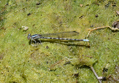 Argia immunda