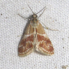 Noctueliopsis bububattalis