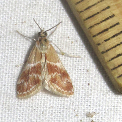 Noctueliopsis bububattalis