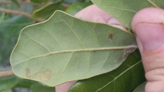 Quercus chapmanii image