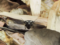 Amithao marginicollis