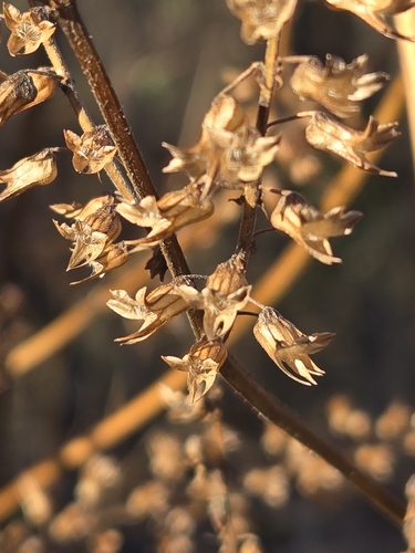 Perilla frutescens