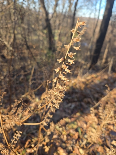 Perilla frutescens