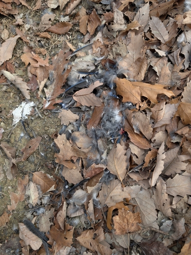 Blue Jay photographed in Kentucky
