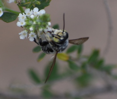 Megachile sidalceae