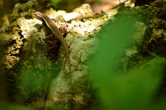 Sceloporus chrysostictus