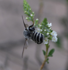 Megachile sidalceae