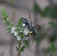 Megachile sidalceae
